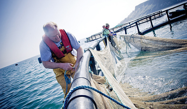 Jimmy pulling in the catch from the crystal clear waters of Glenarm